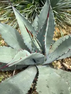 2025年最新】パリーハイブリッドの人気アイテム - メルカリ