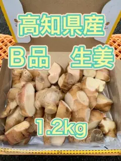 生姜 しょうが 1.2kg 高知県産 B級品のサムネイル