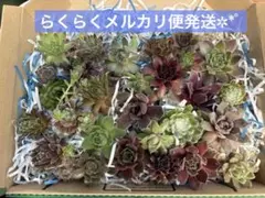 多肉植物　センペルビウム　大きめ詰め合わせセット週末限定価格2300→1900