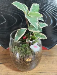 はる様 リクエスト 2点 まとめ商品