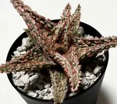 テンプラ TEMPURA アロエ 多肉植物 美苗 美株 多肉植物 1289 テンプラ TEMPURA アロエ 多肉植物 美苗 美株 多肉植物 1289