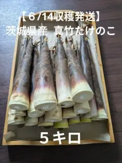 【Maruページ】茨城県産 朝掘り真竹たけのこ 6/14収穫発送】茨城県産 朝掘り真竹たけのこ 3キロ - メルカリ