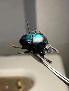 メキシコ ウグイスコガネ 乾燥標本 - メルカリ