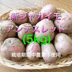 栽培期間中農薬不使用　ジャガイモ　アンデスレッド（約５kg）のサムネイル