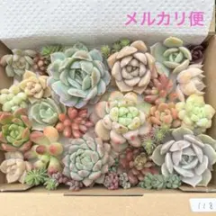 多肉植物カット苗セット［メルカリ便］　エケベリア、セダム、グラプト等 118