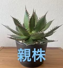 アガベ ホリダ Agave horrida カキコ⑤ 発根済みのサムネイル