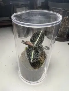 ジュエルオーキッド アネクトキルス　ロクスバーギー　観葉植物のサムネイル