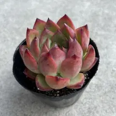 ひつじ様 リクエスト 2点 まとめ商品