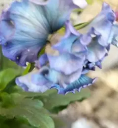 2025年最新】ビオラの人気アイテム - メルカリ