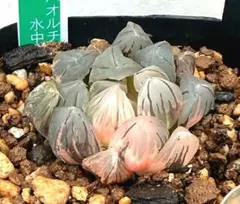 発根済‼️極上班‼️多肉植物 ハオルチア オブツーサ錦 水中月錦 抜き苗３７７のサムネイル
