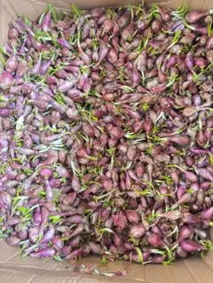 TS様専用ページ エシャロットShallotタイのワケギ苗100個サイズバラバラ