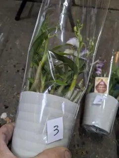 さおりん様 リクエスト 2点 まとめ商品