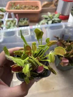 食虫植物ハエトリソウ biohazard 1 CK - メルカリ