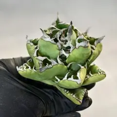 M53 【パンダ園芸】 厳選アガベチタノタ牡丹葉 白鯨 強棘 極上美株 発根済み P5 パンダ園芸特選 アガベ 多肉植物 チタノタ 黒鯨 強棘 胴切り子株