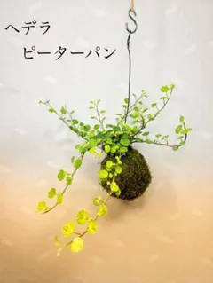 Seeey様 リクエスト 2点 まとめ商品