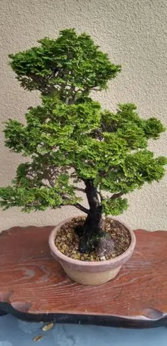 2025年最新】津山檜盆栽の人気アイテム - メルカリ