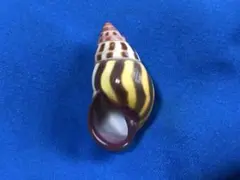 貝標本　インドネシアアンフィA.latestrigatus sumbaensisのサムネイル