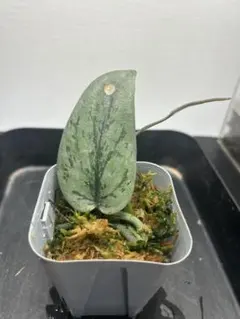 らいむすた様 リクエスト 2点 まとめ商品