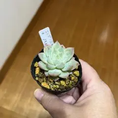 2025年最新】エレガンス 多肉の人気アイテム - メルカリ