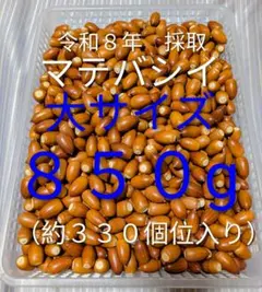 どんぐり　木の実　マテバシイ 大サイズ ８５０g(約３３０個位)