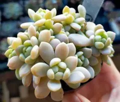 2025年最新】ぼのぼのさん苗の人気アイテム - メルカリ