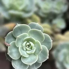 多肉植物 ローズセダム パキクラドス セダム カット苗8本 - メルカリ