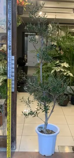 オリーブの木 コレッジョラ 8号 約105cm NO.949 現品掲載 - メルカリ