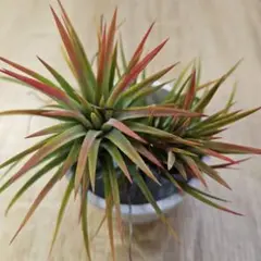 ☆みずみず☆様 リクエスト 2点 まとめ商品