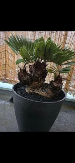 2025年最新】ザミア メキシコソテツの人気アイテム - メルカリ