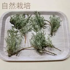 자연 재배된 산톨리나 회색, 가지 및 잎, 건조 전환 꽃 소재, 허브 화환 재료