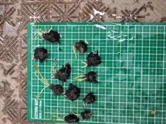 からあげ様 リクエスト 2点 まとめ商品