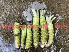 Makoto Saito様専用 訳あり品　生わさび　500g 農家直送　伊豆産