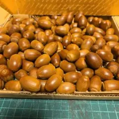 どんぐりミックス130個No.626