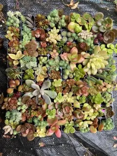 多肉植物 カット苗 寄植え エケベリア セダムミックス苗 観葉植物 抜き苗25