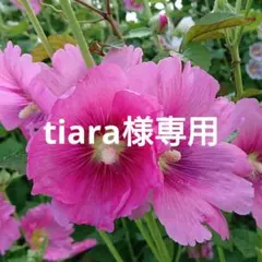 エーザイ イータック抗菌化スプレーα 250ml 5本 激安！のサムネイル