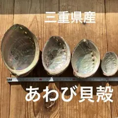 値下げ　三重県産あわび貝殻　大中小セット