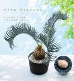 【早い者勝ち】サイカス　カイルンシアナ　種子2粒　発芽管理中のサムネイル