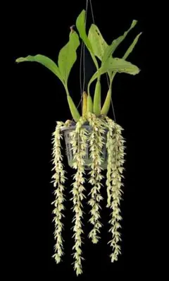 洋蘭 原種 セロジネ Coel. rochussenii 美色個体開花特大株のサムネイル