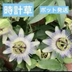 화분에 담긴 뿔풀 묘목 선적