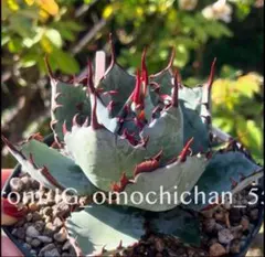 2025年最新】甲蟹 屈原の人気アイテム - メルカリ