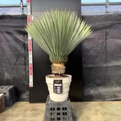 2026年最新】ロストラータの人気アイテム - メルカリ