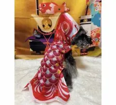 鯉のぼり　犬服　赤