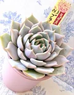 2025年最新】おらい 多肉植物さん苗の人気アイテム - メルカリ