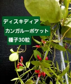 디스키디아 ★ 캥거루 포켓 씨드 30