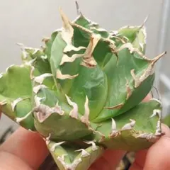 2026年最新】魔丸 アガベの人気アイテム - メルカリ