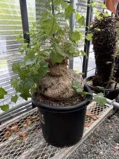 アデニウム 塊根植物 巨大　15号 アデニウム 塊根植物 巨大 15号 - メルカリ