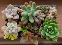 negitetsu様 リクエスト 3点 まとめ商品