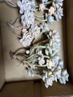 かなやん様 リクエスト 2点 まとめ商品