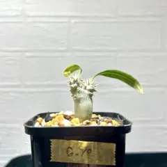 2025年最新】グラキリス 2頭の人気アイテム - メルカリ