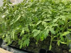 ❤️CFプチぷよトマト苗 3種類×3　9苗！